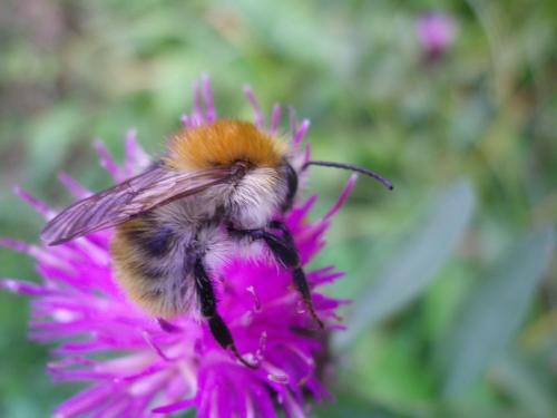 Bombus pascuorum