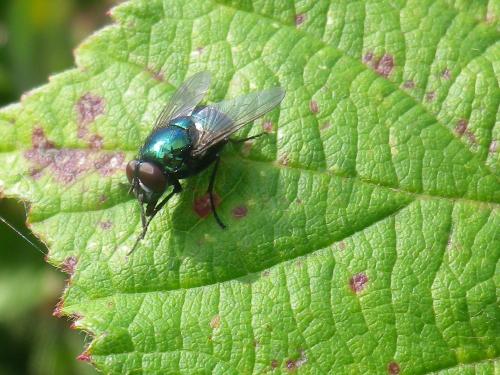 Réf. 191 172 : Neomyia cornicina