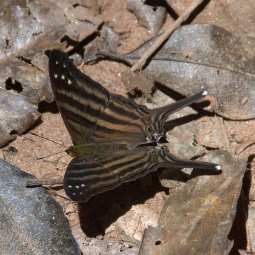 Marpesia chiron