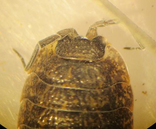 Porcellio montanus