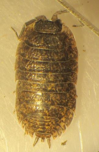 Porcellio montanus