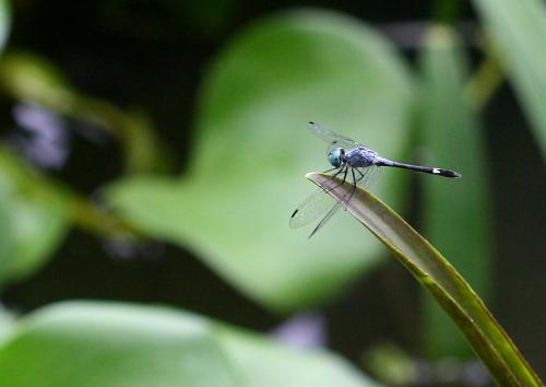 Micrathyria aequalis