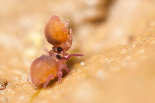 Sminthurides sexoculatus