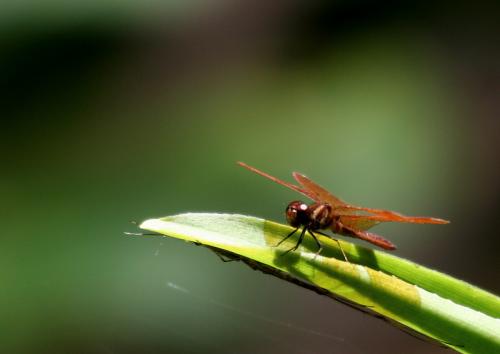 Perithemis domitia