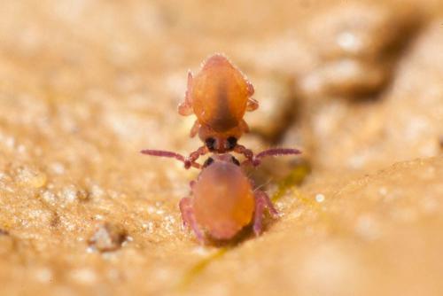Sminthurides sexoculatus