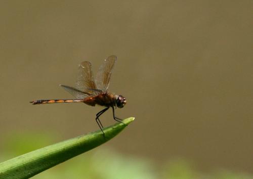 Brachymesia herbida