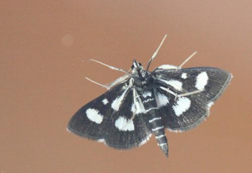 Réf. 191 000 : Anania funebris