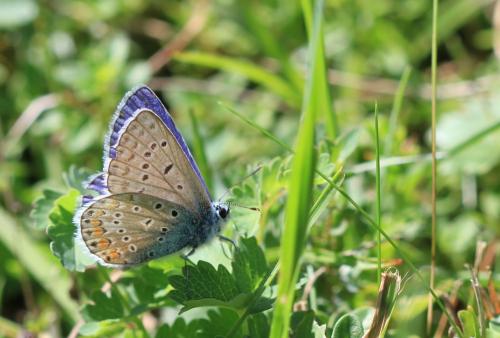 Polyommatus icarus