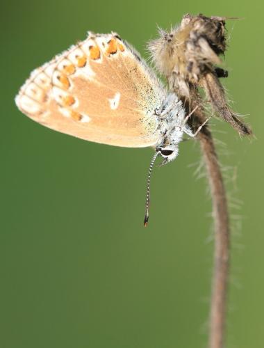 Polyommatus sp.