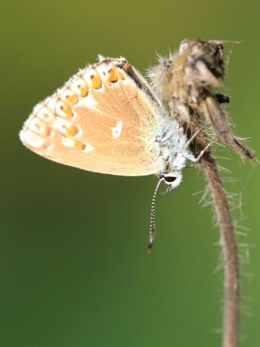 Réf. 191 373 : Polyommatus sp.