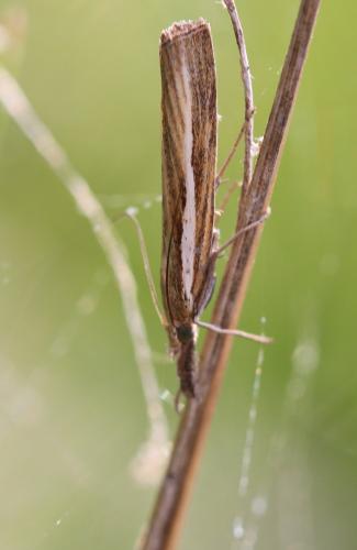 Réf. 191 304 : Agriphila tristella