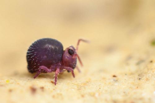 Sminthurides sexoculatus