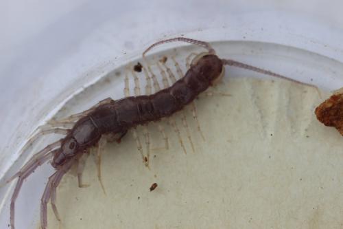Lithobius sp.