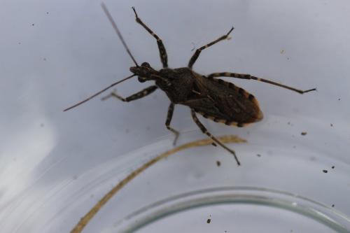 Réf. 191 887 : Coranus sp.