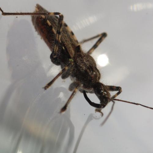 Réf. 191 888 : Coranus sp.