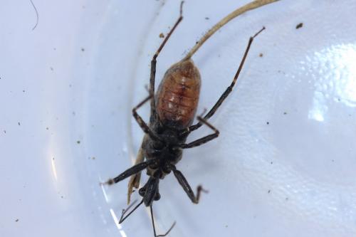 Réf. 191 997 : Coranus sp.