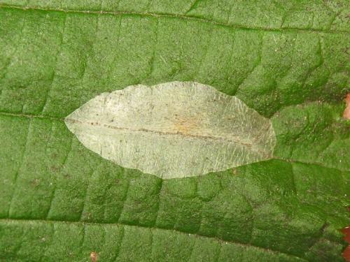 Réf. 191 159 : Phyllonorycter coryli