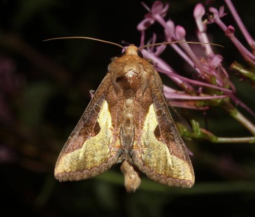 Réf. 191 781 : Thysanoplusia orichalcea