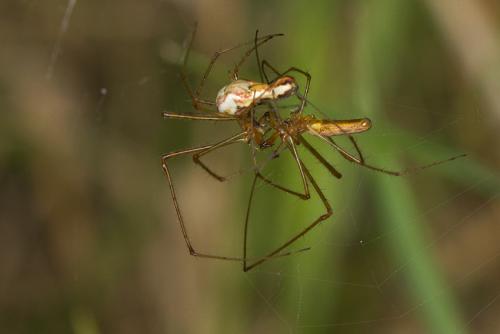 Tetragnatha sp.