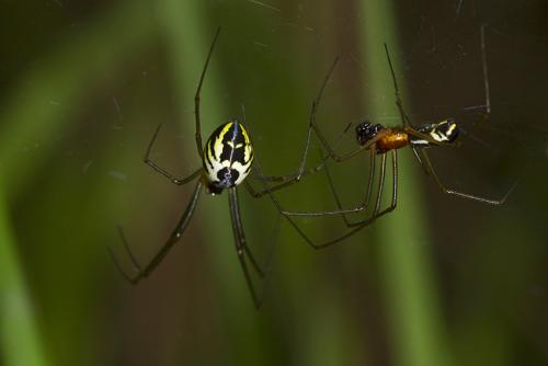 Réf. 191 315 : Neriene radiata