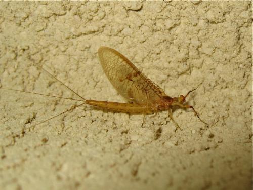 Ephemera glaucops