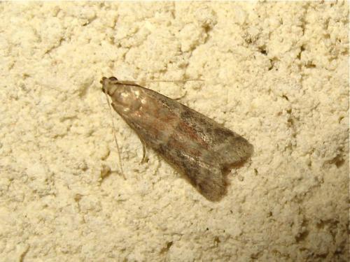 Réf. 191 023 : Ephestia sp.