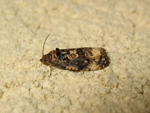 Réf. 191 167 : Endothenia sp.