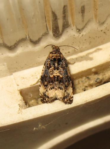 Réf. 191 165 : Endothenia sp.