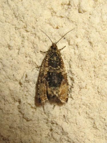Celypha lacunana