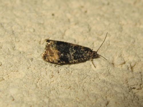 Celypha lacunana