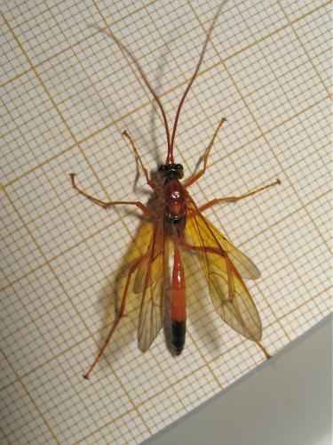 Opheltes glaucopterus