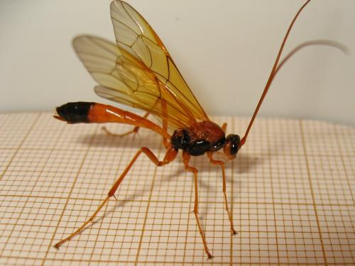Opheltes glaucopterus