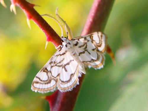 Réf. 191 001 : Nymphula nitidulata
