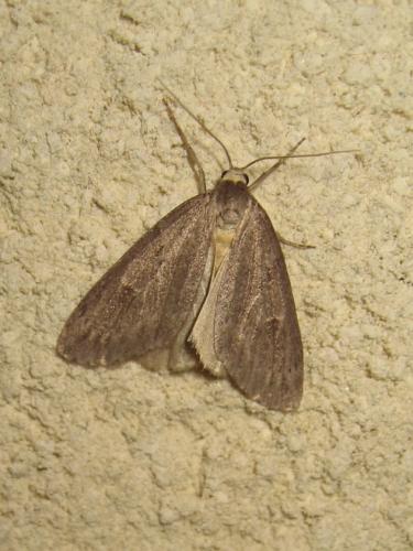Réf. 191 969 : Pachycnemia hippocastanaria