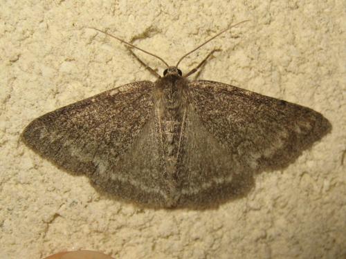 Pseudoterpna coronillaria