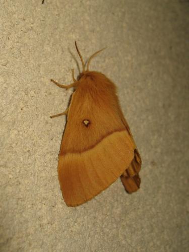 Réf. 191 771 : Lasiocampa quercus