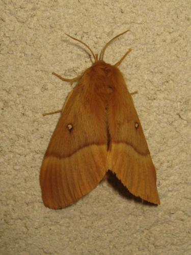 Réf. 191 772 : Lasiocampa quercus