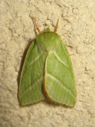 Réf. 191 965 : Pseudoips prasinana