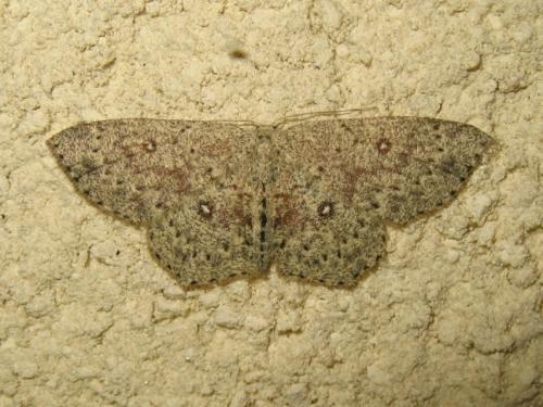 Réf. 191 773 : Cyclophora pendularia