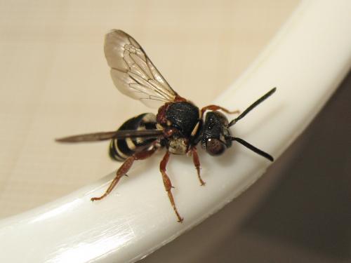 Réf. 191 792 : Epeolus sp.