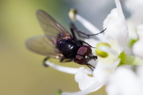Réf. 191 131 : Hydrotaea sp.