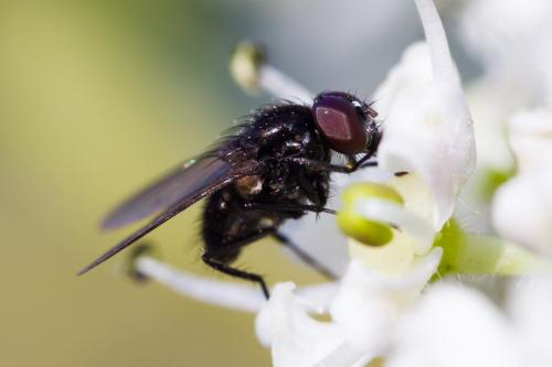 Réf. 191 132 : Hydrotaea sp.