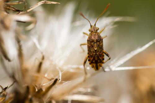 Stictopleurus sp.