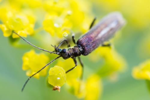 Oedemera nobilis
