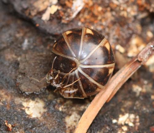 Glomeris intermedia