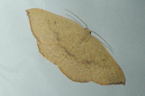 Cyclophora puppillaria