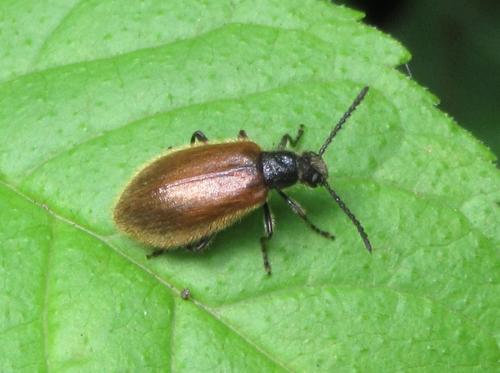 Lagria hirta