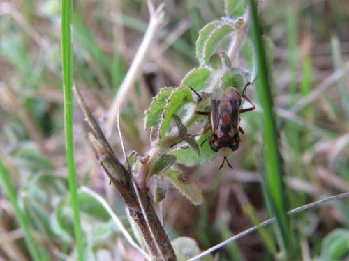 Physocephala vittata