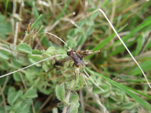 Physocephala vittata