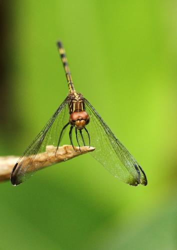 Réf. 191 951 : Dythemis sterilis